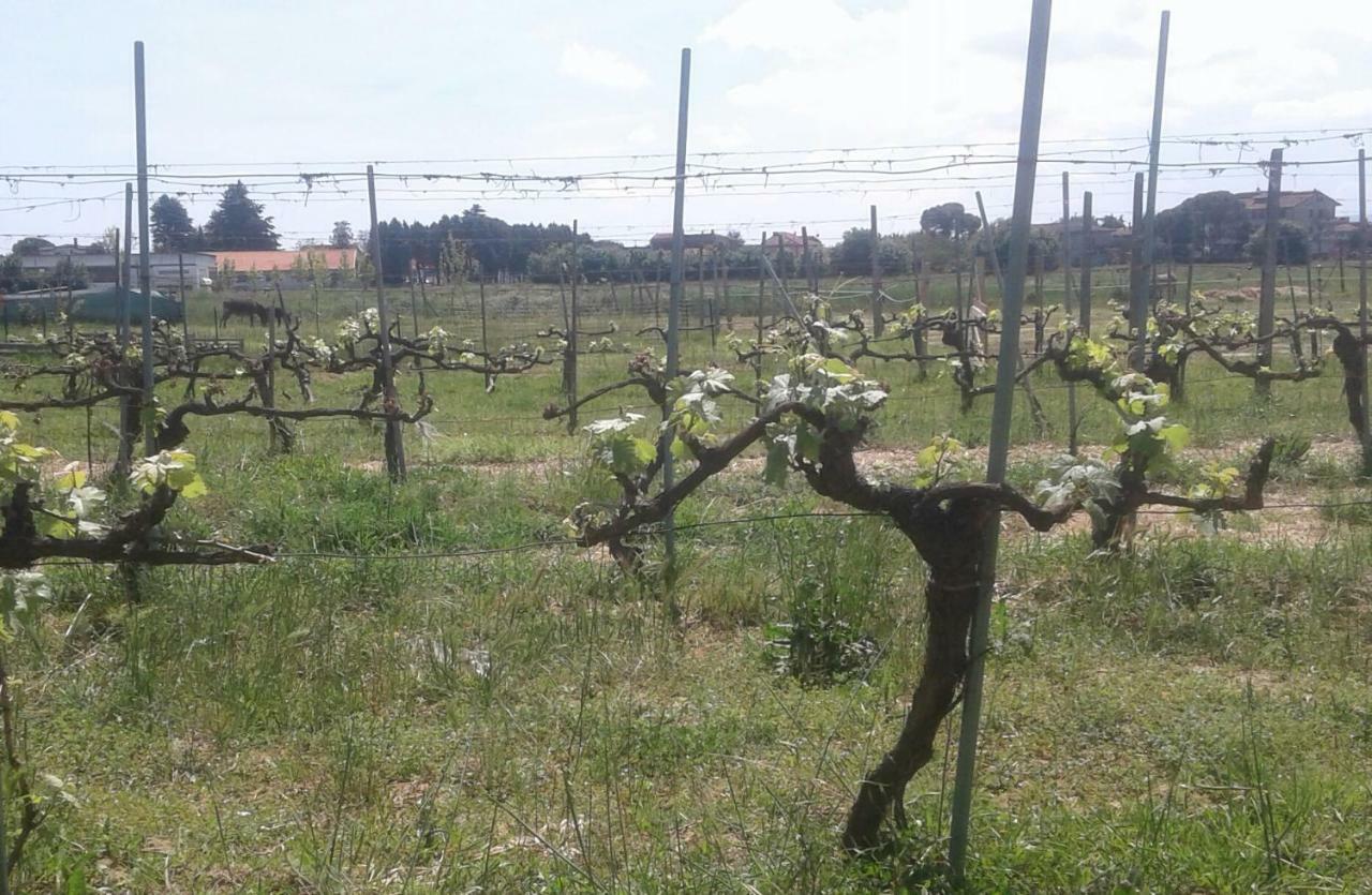 Podere Alberello ตอร์ริตา ดิ เซียนา ภายนอก รูปภาพ